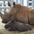 livraison rhinocéros