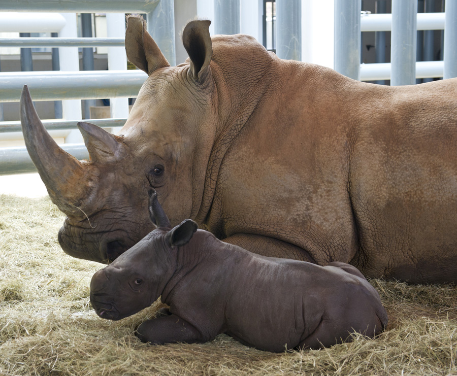 livraison rhinocéros